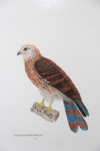vjdemarbre_Faucon_Crécerelle