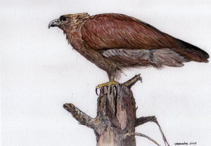 vjdemarbre_Aigle_botté_2016